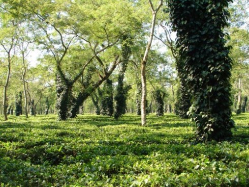 Sikkim tea garden (Stock image)