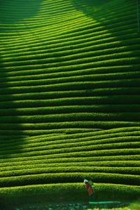 Tea plantation in Kyoto Japan (source unknown)