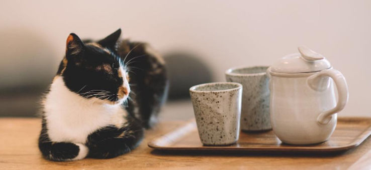 Kitty & Tea Lovers Unite!🍵🐈
